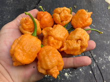 Load image into Gallery viewer, “Repo Mang” (BOC X Reaper OG3) (Pepper Seeds)