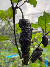 Load image into Gallery viewer, Primo Noir (Blushed) (Pepper Seeds)