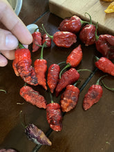 Load image into Gallery viewer, Primo Noir (Blushed) (Pepper Seeds)