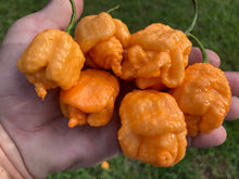 Load image into Gallery viewer, “Repo Mang” (BOC X Reaper OG3) (Pepper Seeds)