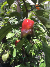Load image into Gallery viewer, Taj Mahal Orange Tiger (Pepper Seeds)