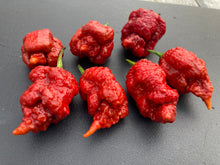Load image into Gallery viewer, Tiberius Mauler Caramel (Pepper Seeds)