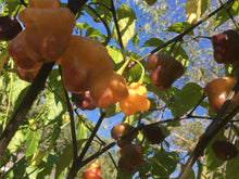 Load image into Gallery viewer, Roxa Lantern (T-E Mix)(Pepper Seeds)