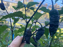 Load image into Gallery viewer, Primo Noir (Blushed) (Pepper Seeds)
