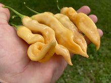 Load image into Gallery viewer, Sugar Rush Peach Improved (Pepper Seeds)