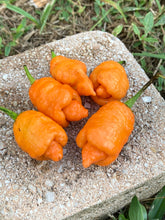 Load image into Gallery viewer, “Repo Mang” (BOC X Reaper OG3) (Pepper Seeds)