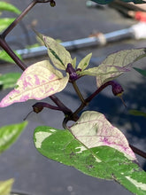 Load image into Gallery viewer, Trixster Polychrome Mix (Pepper Seeds)