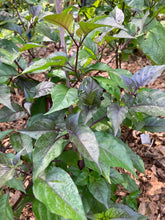 Load image into Gallery viewer, PJ Orange OG (Pimenta Jolokia)(Pepper Seeds)