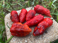 Load image into Gallery viewer, Primo Noir (Blushed) (Pepper Seeds)