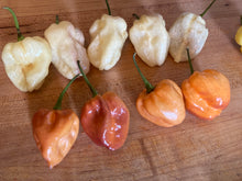 Load image into Gallery viewer, Purple Uprising White (Pepper Seeds)
