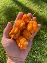 Load image into Gallery viewer, “Orange Creamo” (BOC X Primo Orange)(Pepper Seeds)