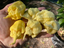 Load image into Gallery viewer, White Ghost Scorpion Mix (Bumpy, XL, & Meringue) (Pepper Seeds)