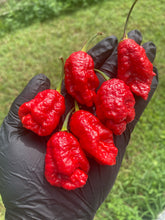 Load image into Gallery viewer, Primo Noir (Stinger Select) (Pepper Seeds)