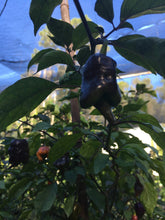 Load image into Gallery viewer, Taj Mahal Orange Tiger (Pepper Seeds)