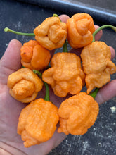 Load image into Gallery viewer, “Repo Mang” (BOC X Reaper OG3) (Pepper Seeds)