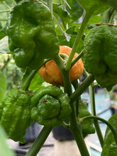 Load image into Gallery viewer, “Repo Mang” (BOC X Reaper OG3) (Pepper Seeds)