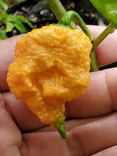 Load image into Gallery viewer, Pseudo Spiral Orange (Pepper Seeds)