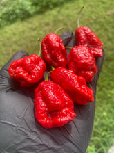 Load image into Gallery viewer, Primo Noir (Stinger Select) (Pepper Seeds)