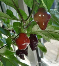 Load image into Gallery viewer, Roxa Lantern (Pepper Seeds)