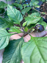 Load image into Gallery viewer, Bubblegum Purple Ghostscorpion Red (Pepper Seeds)