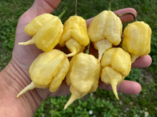 Load image into Gallery viewer, White Ghost Scorpion Mix (Bumpy, XL, & Meringue) (Pepper Seeds)