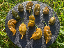 Load image into Gallery viewer, Red Ghost Scorpion T-E (Limited)(Pepper Seeds)