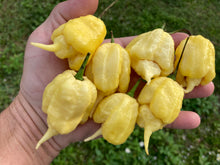 Load image into Gallery viewer, White Ghost Scorpion Mix (Bumpy, XL, & Meringue) (Pepper Seeds)