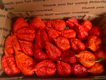 Load image into Gallery viewer, Red Inception (Pepper Seeds)