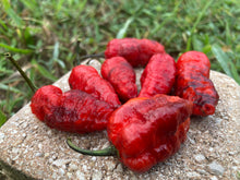 Load image into Gallery viewer, Primo Noir (Blushed) (Pepper Seeds)