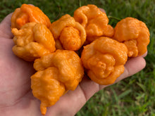 Load image into Gallery viewer, “Repo Mang” (BOC X Reaper OG3) (Pepper Seeds)