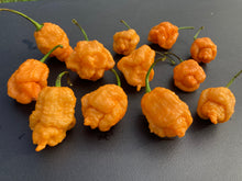 Load image into Gallery viewer, “Repo Mang” (BOC X Reaper OG3) (Pepper Seeds)