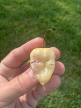 Load image into Gallery viewer, Purple Uprising White (Pepper Seeds)