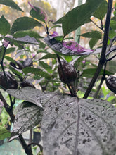 Load image into Gallery viewer, Bryan’s Emperor Blood (Pepper Seeds)