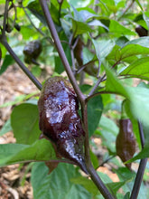 Load image into Gallery viewer, PJ Orange OG (Pimenta Jolokia)(Pepper Seeds)