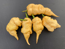 Load image into Gallery viewer, Tiberius Mauler Peach (Pepper Seeds)