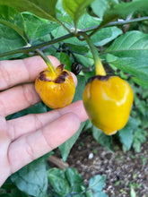 Load image into Gallery viewer, PurpleGum Yellow Bright (Pepper Seeds)