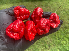 Load image into Gallery viewer, Primo Noir (Stinger Select) (Pepper Seeds)