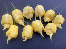 Load image into Gallery viewer, White Ghost Scorpion Mix (Bumpy, XL, & Meringue) (Pepper Seeds)