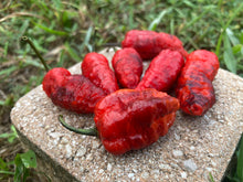 Load image into Gallery viewer, Primo Noir (Blushed) (Pepper Seeds)