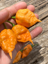 Load image into Gallery viewer, 7 Pot Douglah Peachy (Pepper Seeds)