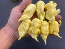 Load image into Gallery viewer, XL White Ghost Scorpion (Jays/T-E) (Pepper Seeds)