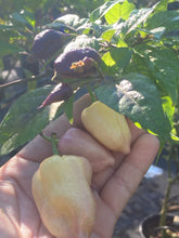 Load image into Gallery viewer, Purple Uprising White (Pepper Seeds)