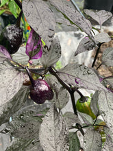 Load image into Gallery viewer, Bryan’s Emperor Blood (Pepper Seeds)