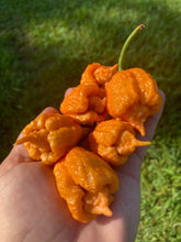 Load image into Gallery viewer, “Orange Creamo” (BOC X Primo Orange)(Pepper Seeds)