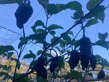 Load image into Gallery viewer, Primo Noir (Blushed) (Pepper Seeds)