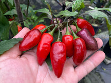 Load image into Gallery viewer, Red Wendigo (T-E) (Pepper Seeds)