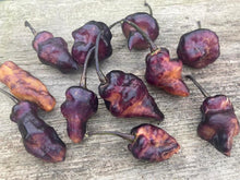 Load image into Gallery viewer, Roxa Lantern (Pepper Seeds)