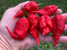 Load image into Gallery viewer, Tiberius Mauler Red (Pepper Seeds)