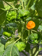 Load image into Gallery viewer, Scotch Brains (Pepper Seeds)