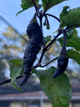 Load image into Gallery viewer, Primo Noir (Blushed) (Pepper Seeds)